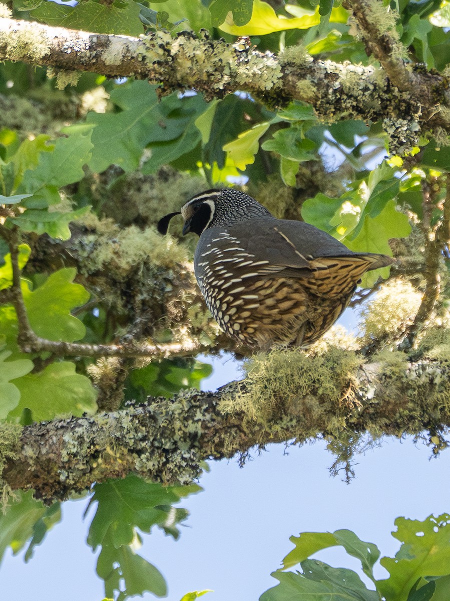 California Quail - Elizabeth Crouthamel