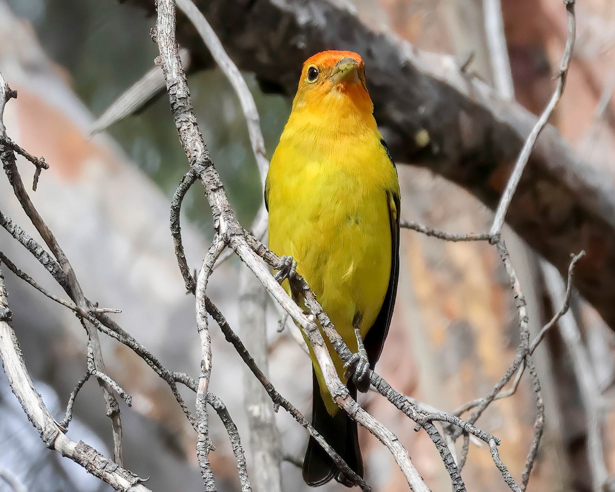 Western Tanager - Sue Smith