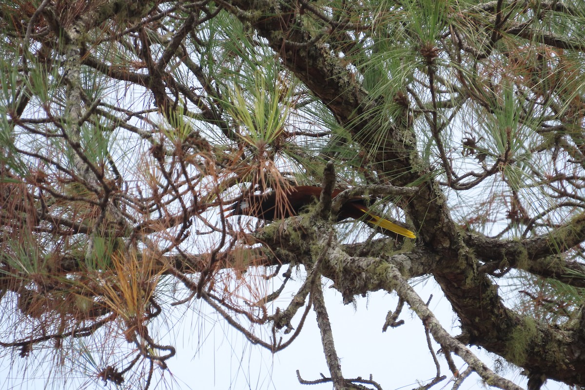 Montezuma Oropendola - David Brinkman