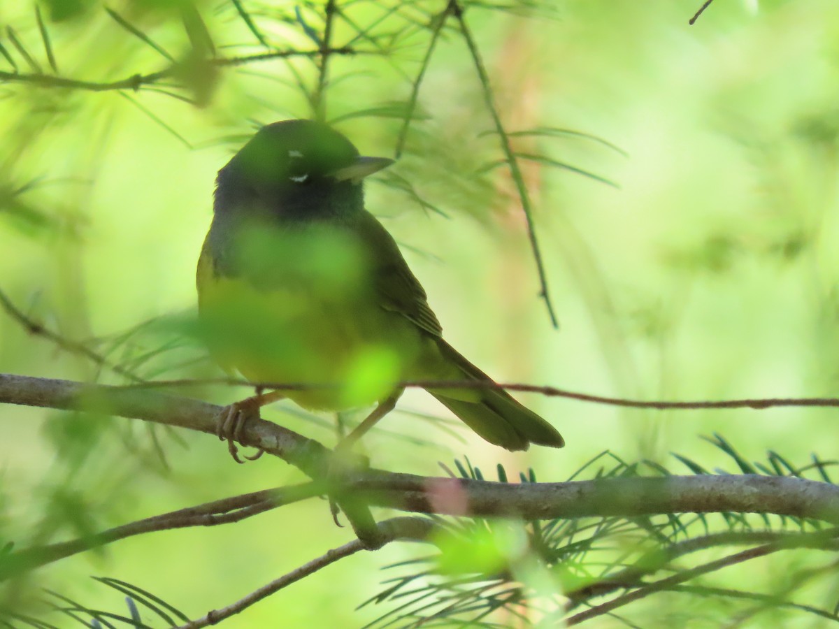 MacGillivray's Warbler - Kyle Leader