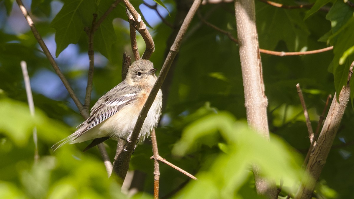 Bay-breasted Warbler - Mark Scheel