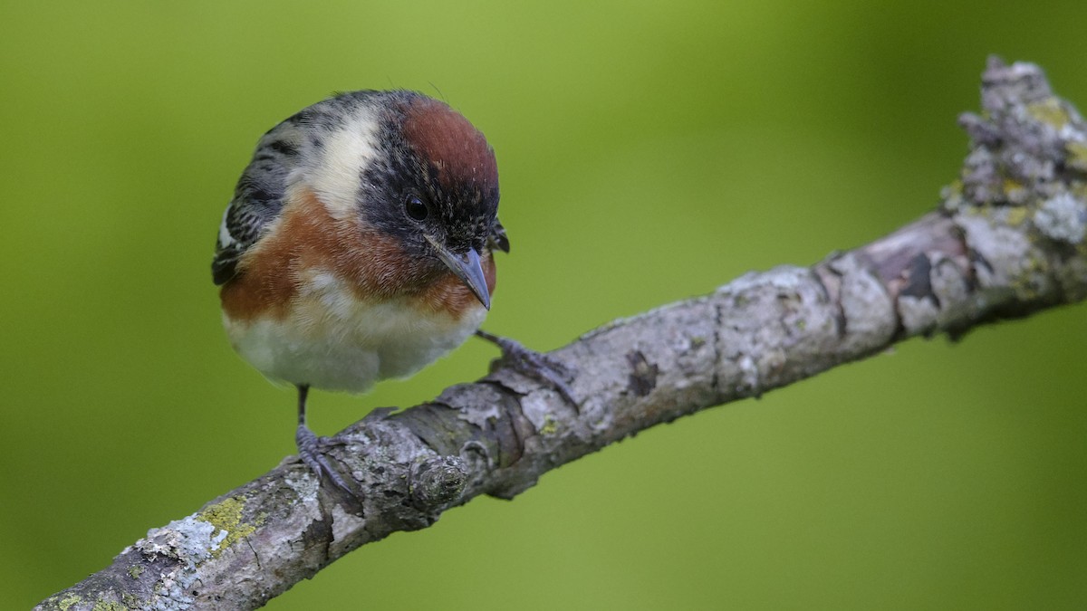 Bay-breasted Warbler - Mark Scheel