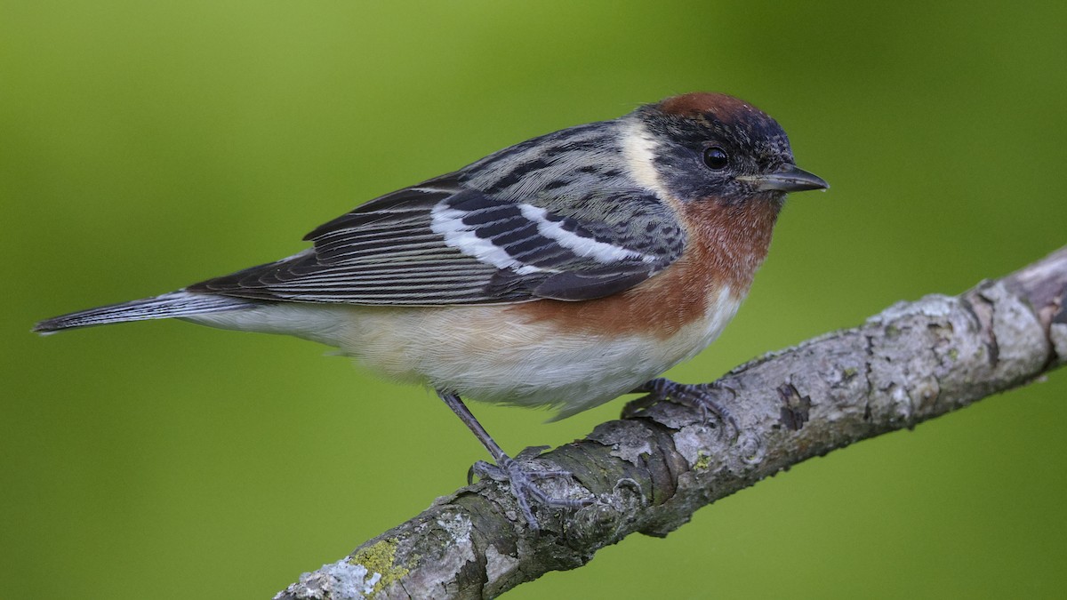 Bay-breasted Warbler - Mark Scheel