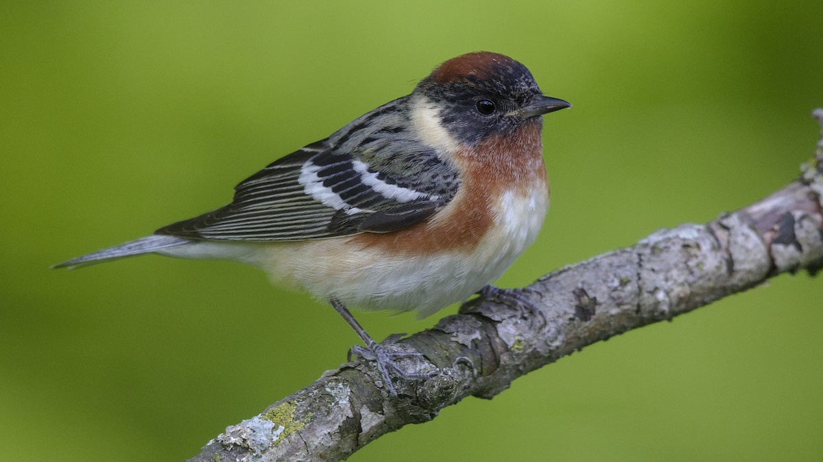 Bay-breasted Warbler - Mark Scheel