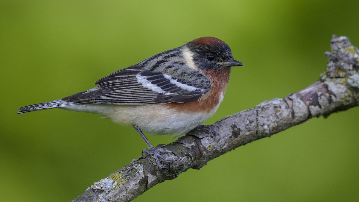 Bay-breasted Warbler - Mark Scheel