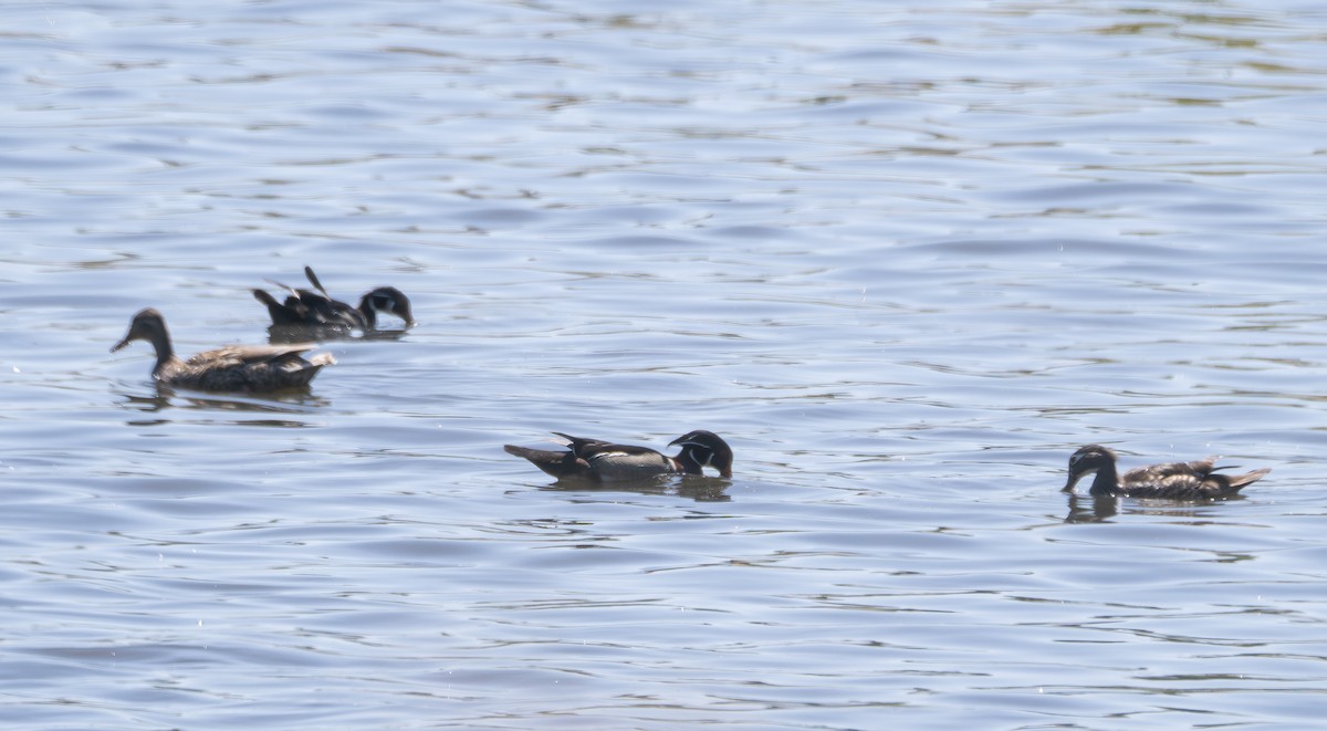 Wood Duck - ML619595764