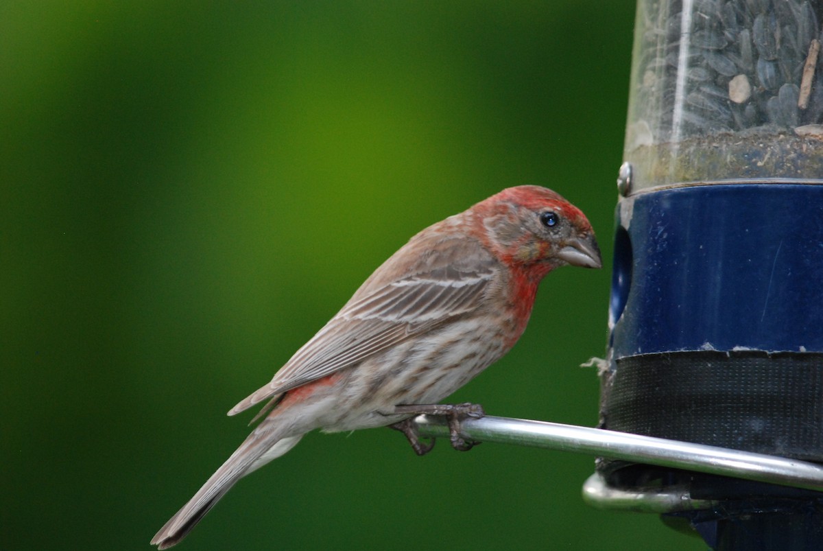 House Finch - Sebastian Martinson