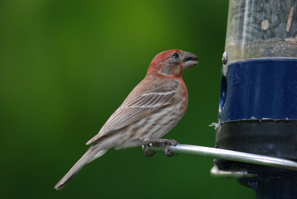 House Finch - Sebastian Martinson