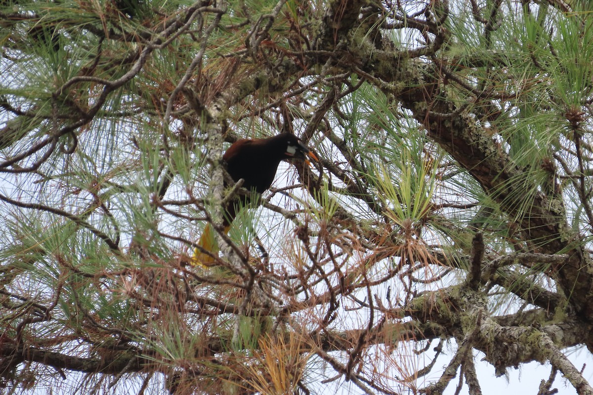 Montezuma Oropendola - David Brinkman