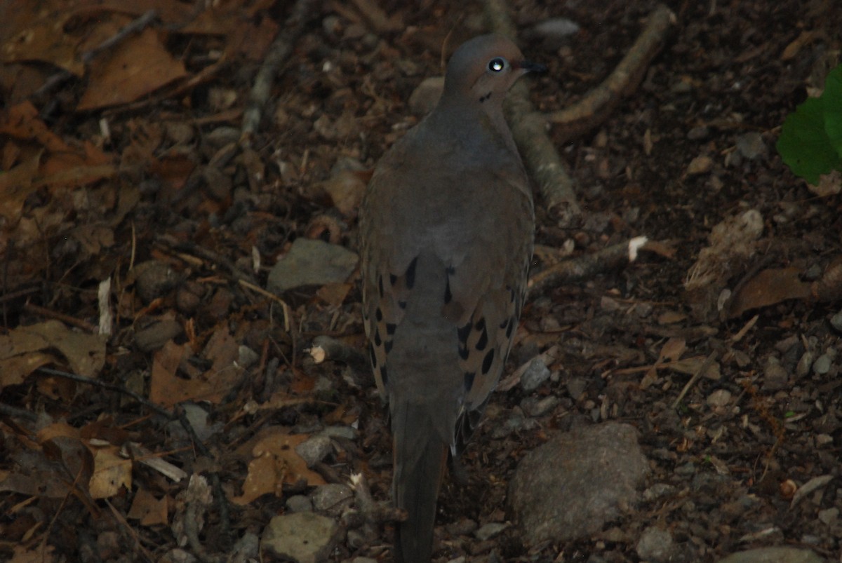 Mourning Dove - Sebastian Martinson