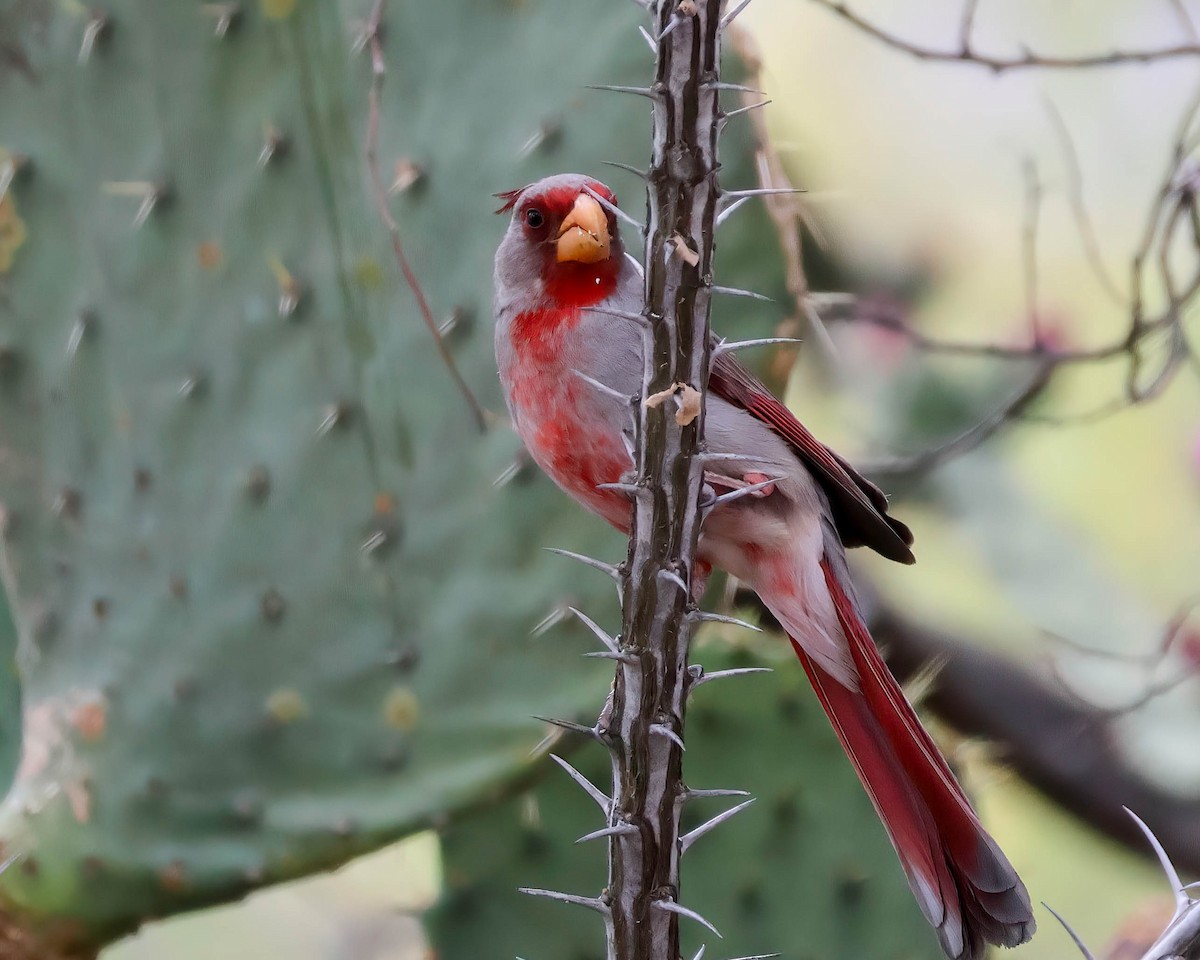 Pyrrhuloxia - Sue Smith