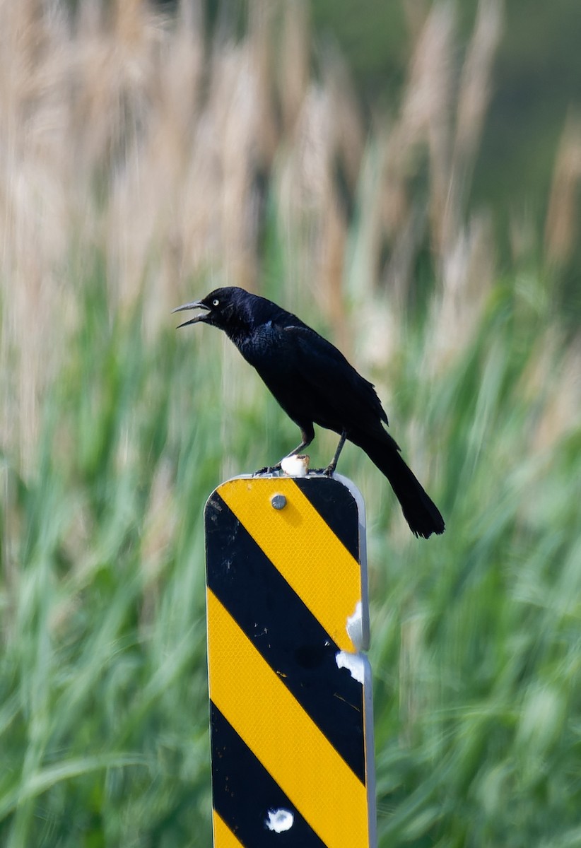 Boat-tailed Grackle - Carolyn Holland