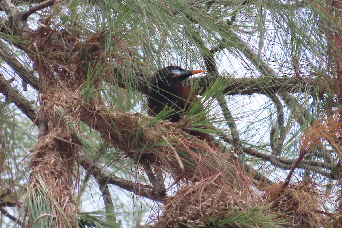 Montezuma Oropendola - David Brinkman