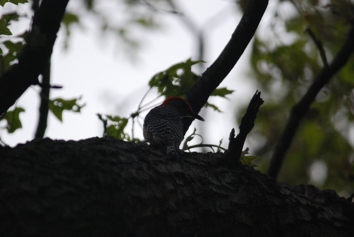 Red-bellied Woodpecker - Sebastian Martinson