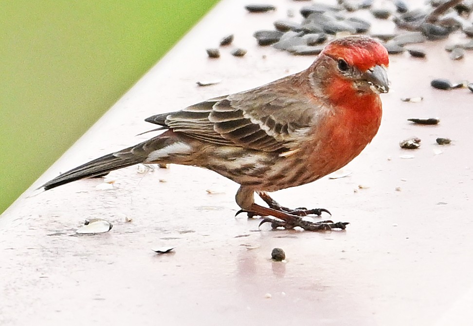 House Finch - Wayne Oakes