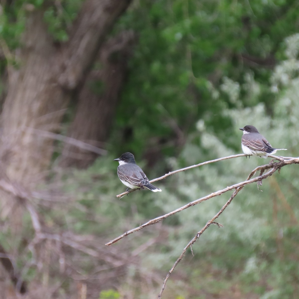 Eastern Kingbird - Renee Casias