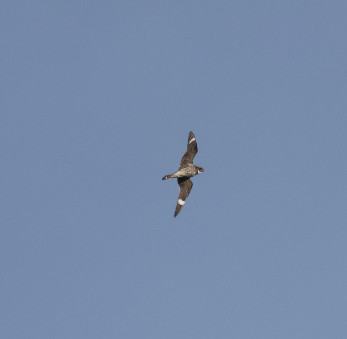 Common Nighthawk - Melissa Alexander