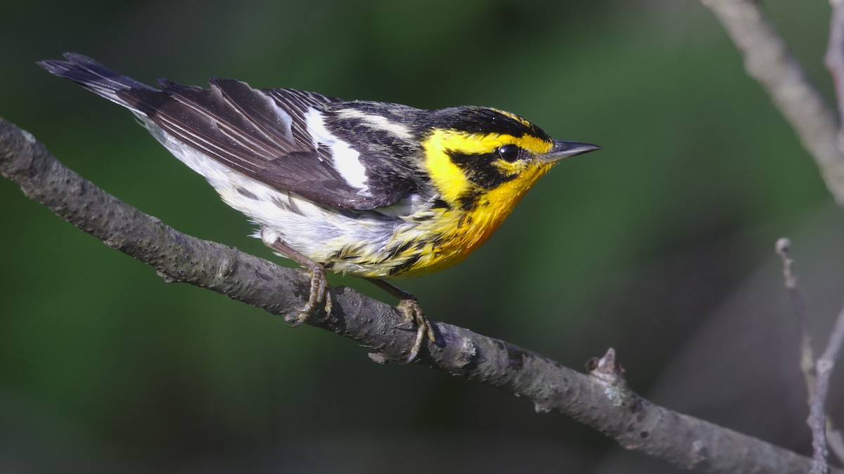 Blackburnian Warbler - Mark Scheel