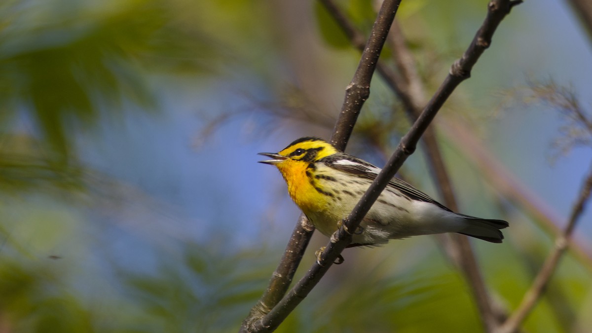 Blackburnian Warbler - Mark Scheel