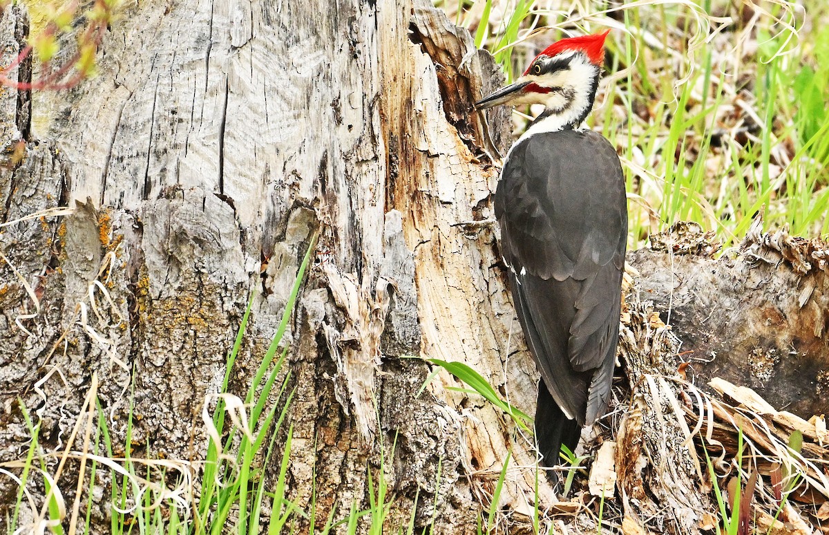Pileated Woodpecker - Wayne Oakes