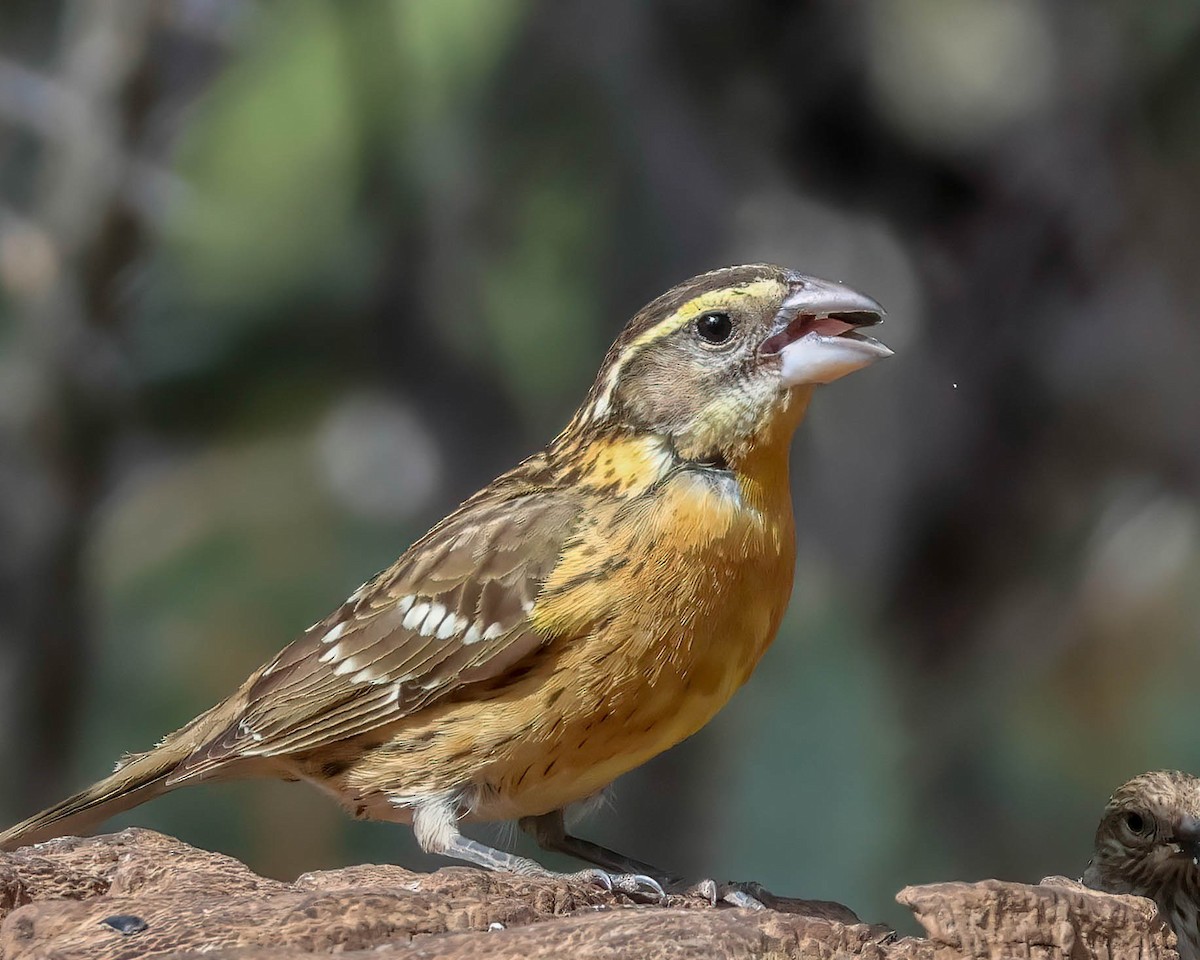 Black-headed Grosbeak - Sue Smith