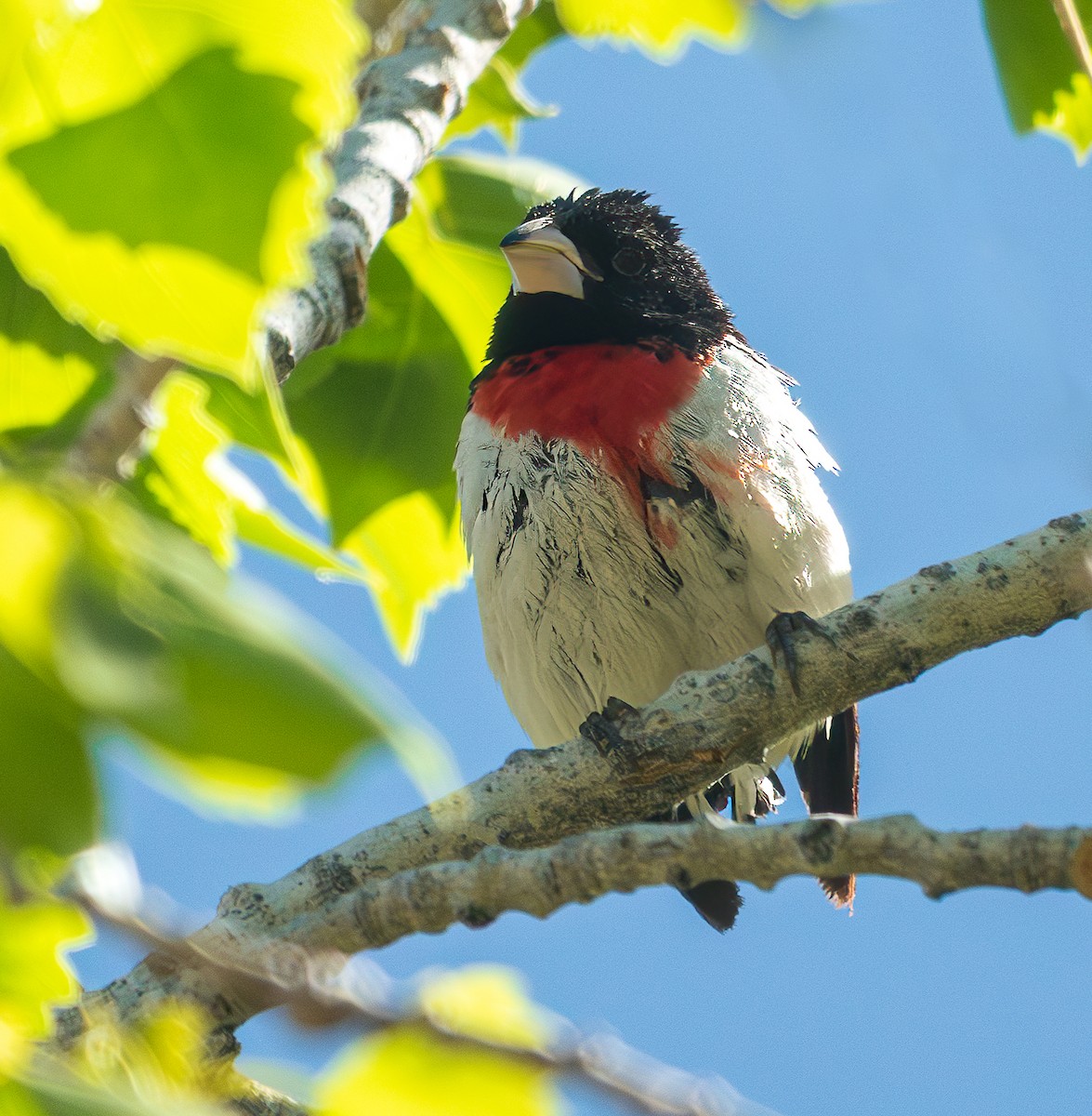 Rose-breasted Grosbeak - Lois Farrington