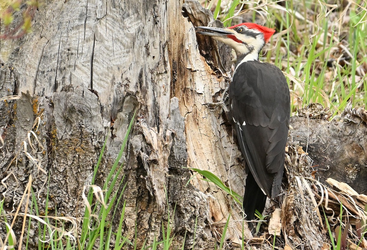 Pileated Woodpecker - Wayne Oakes