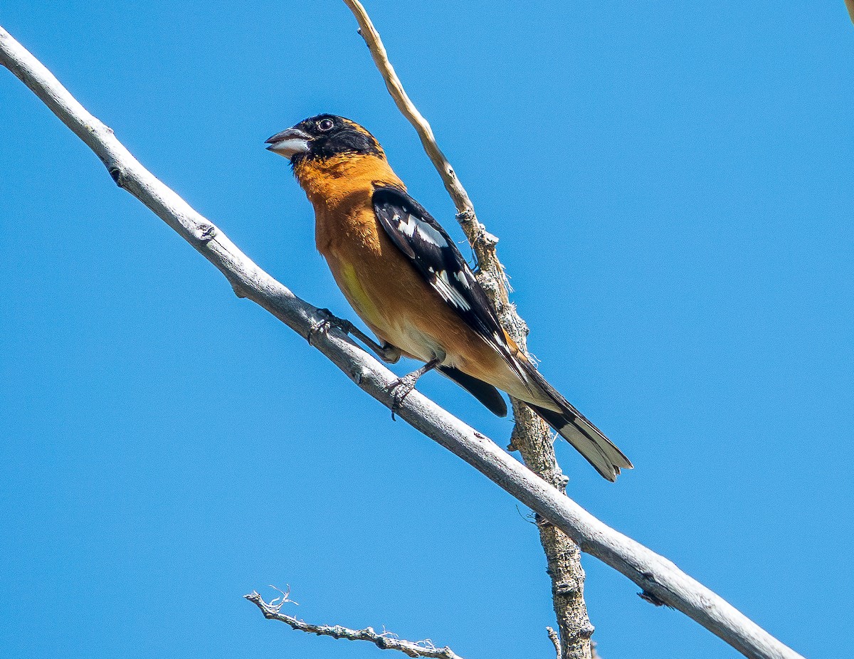 Black-headed Grosbeak - Lois Farrington