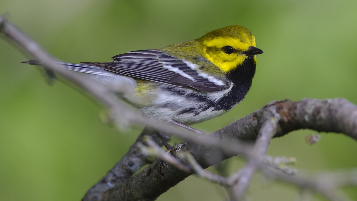 Black-throated Green Warbler - Mark Scheel