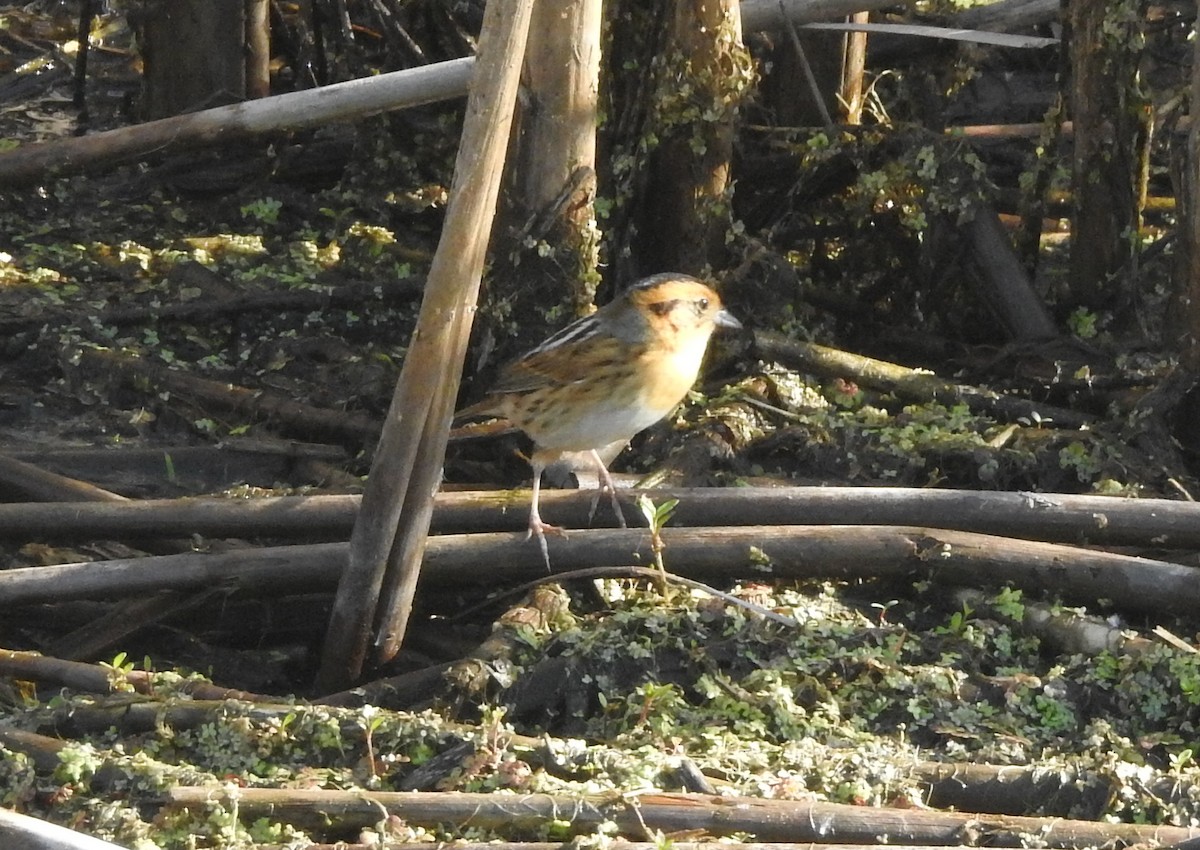 Nelson's Sparrow - ML619595831