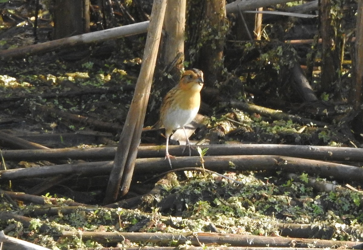 Nelson's Sparrow - ML619595832