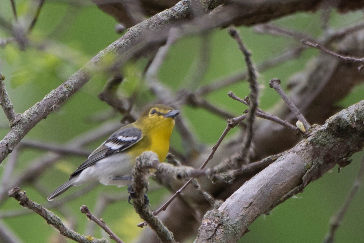 Yellow-throated Vireo - Andrea Heine