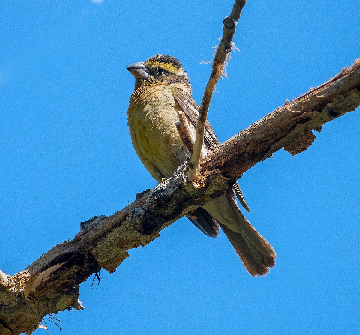 Black-headed Grosbeak - ML619595839