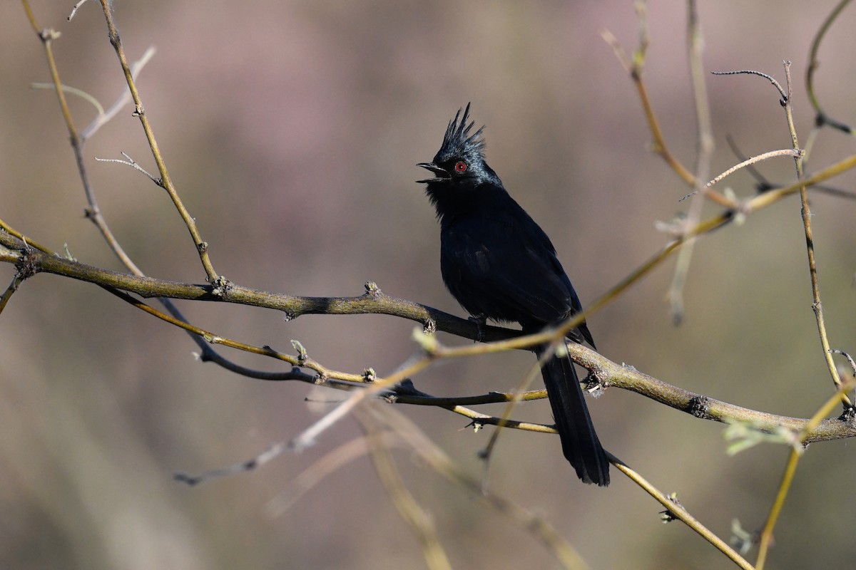 Phainopepla - Tim K