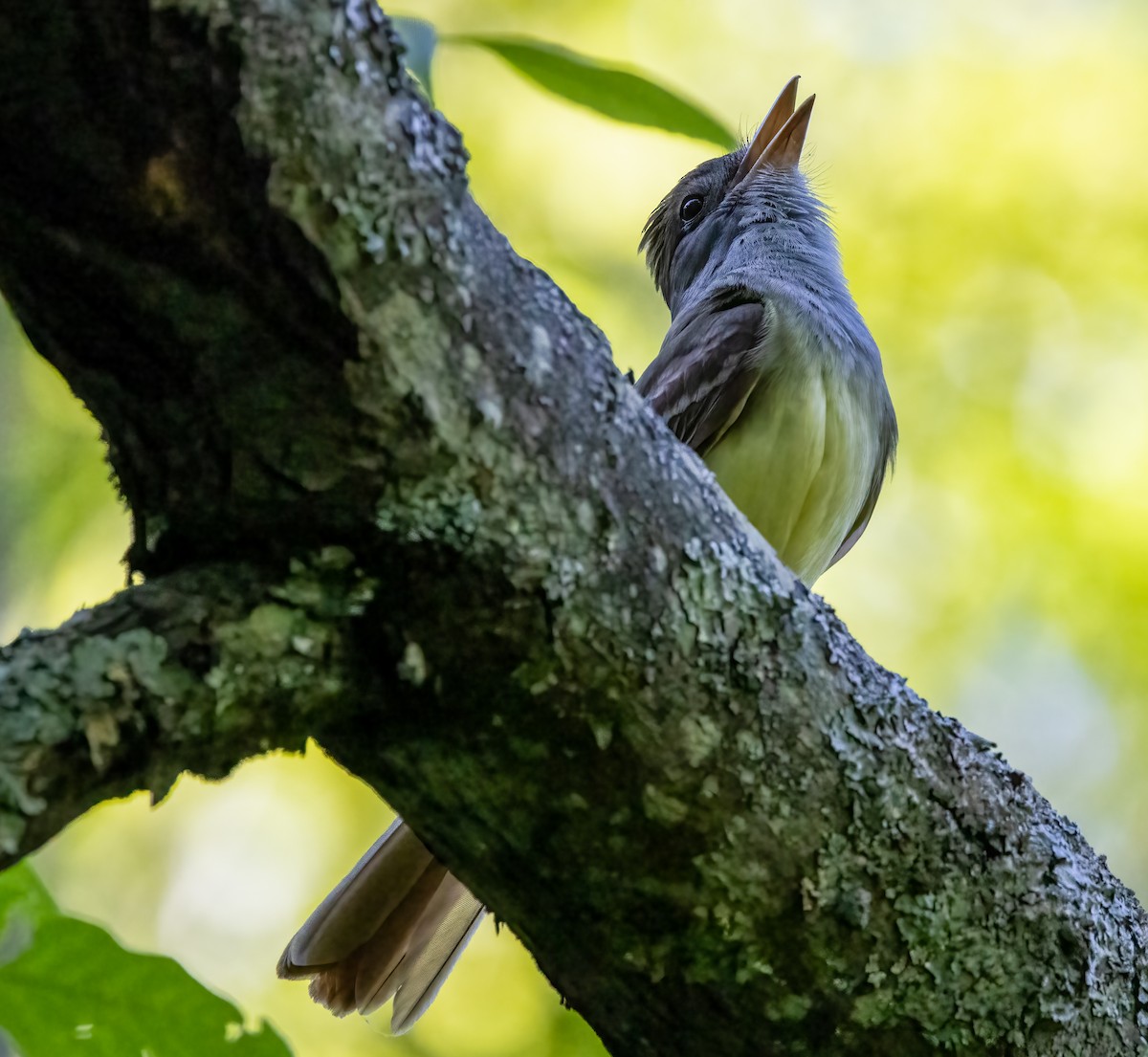 Great Crested Flycatcher - ML619595849