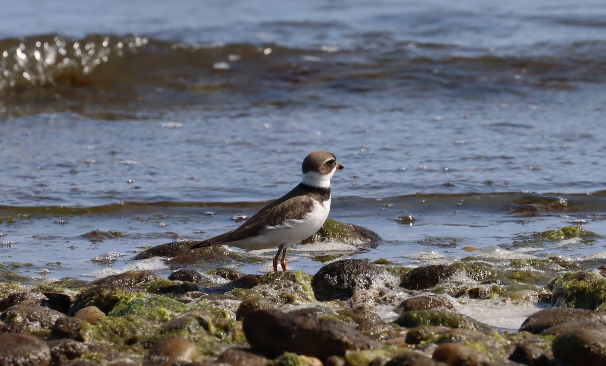 Semipalmated Plover - Stefan Mutchnick