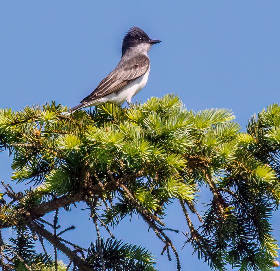 Eastern Kingbird - ML619595857