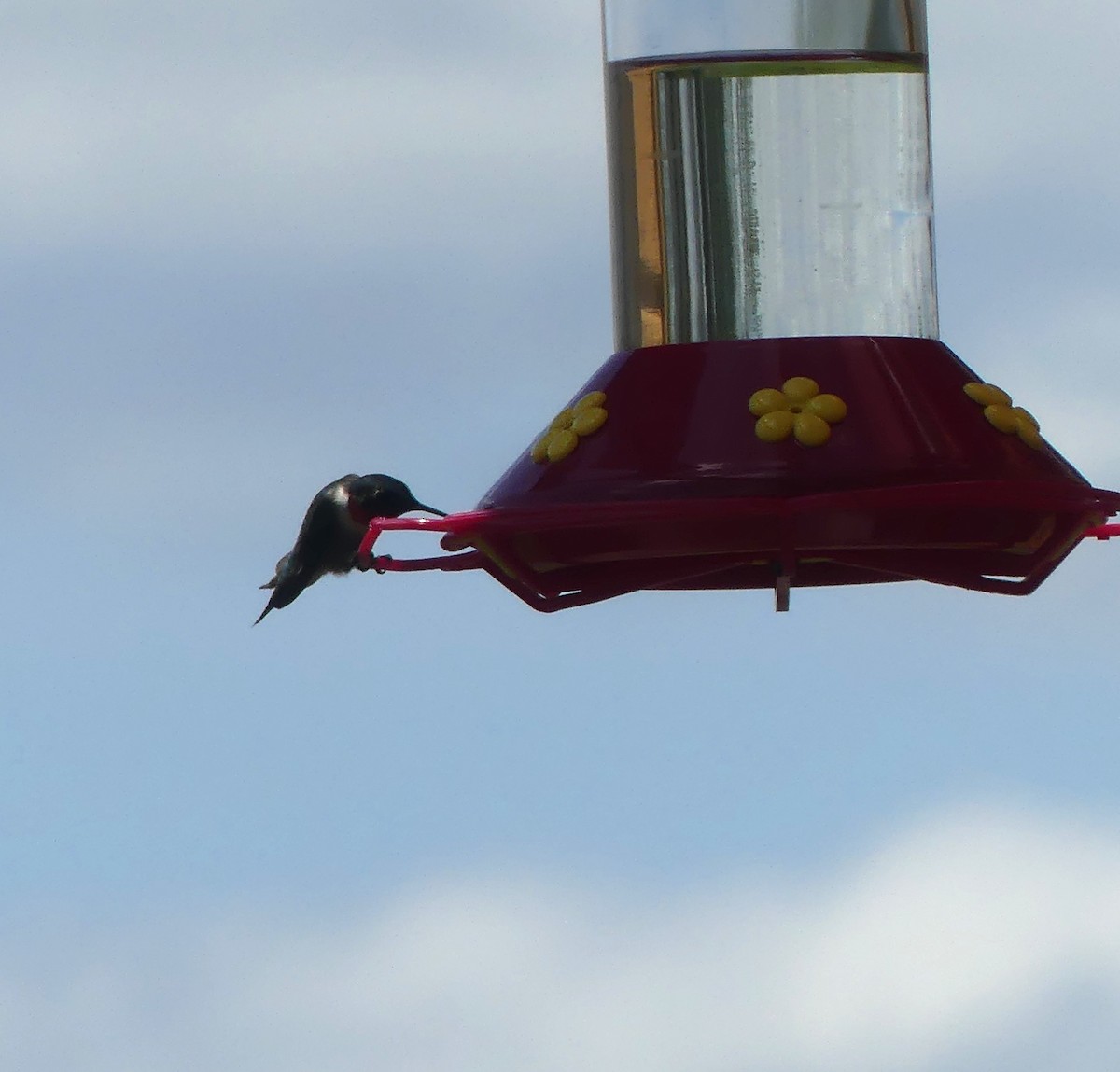 Ruby-throated Hummingbird - claudine lafrance cohl