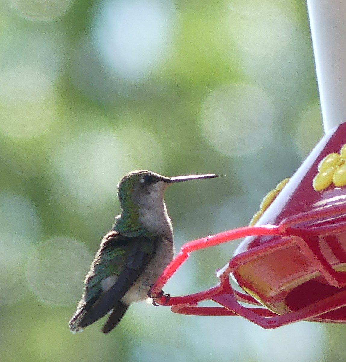 Ruby-throated Hummingbird - claudine lafrance cohl