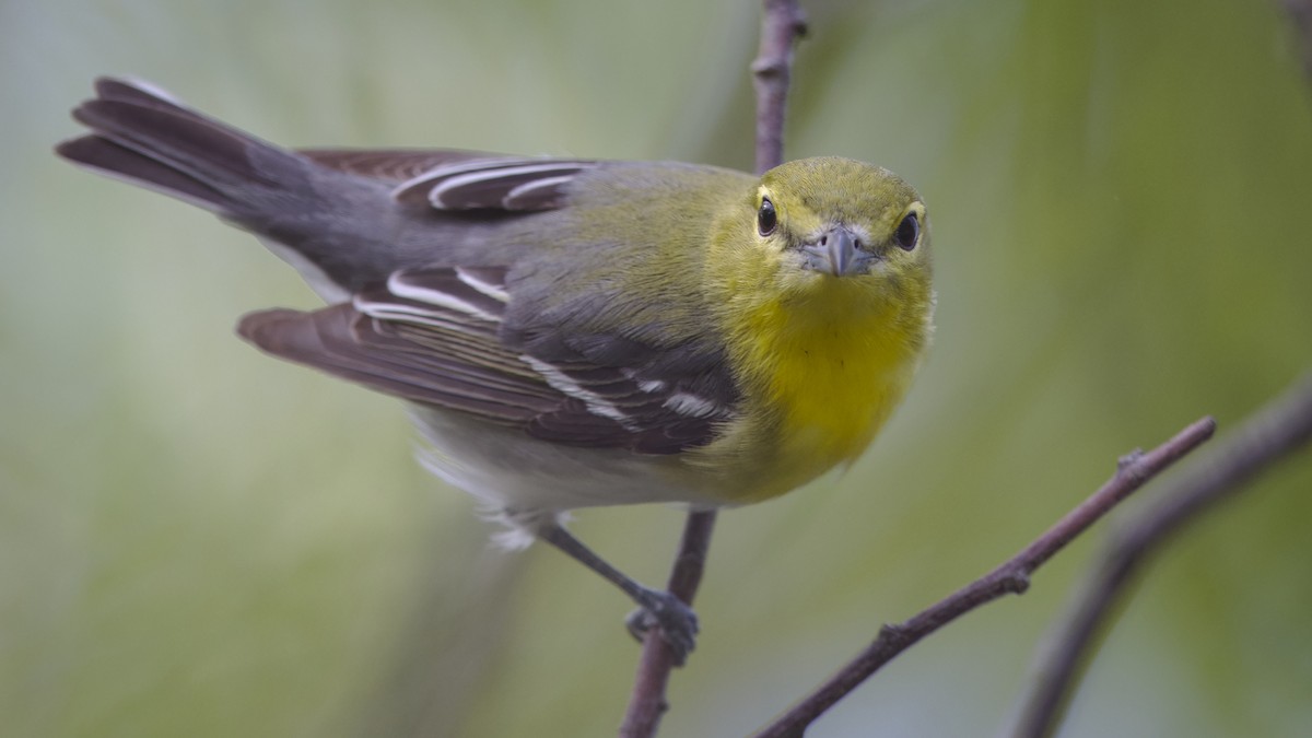 Yellow-throated Vireo - Mark Scheel