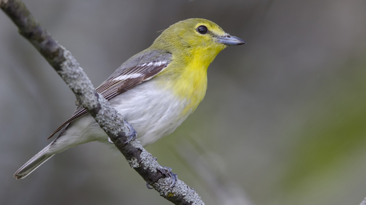 Yellow-throated Vireo - Mark Scheel