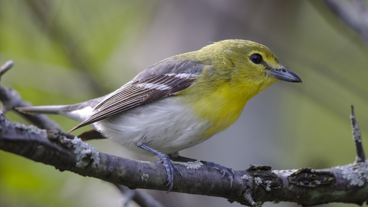 Yellow-throated Vireo - Mark Scheel