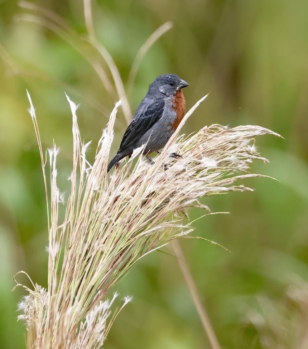 Chestnut-bellied Seedeater - Michael Smith