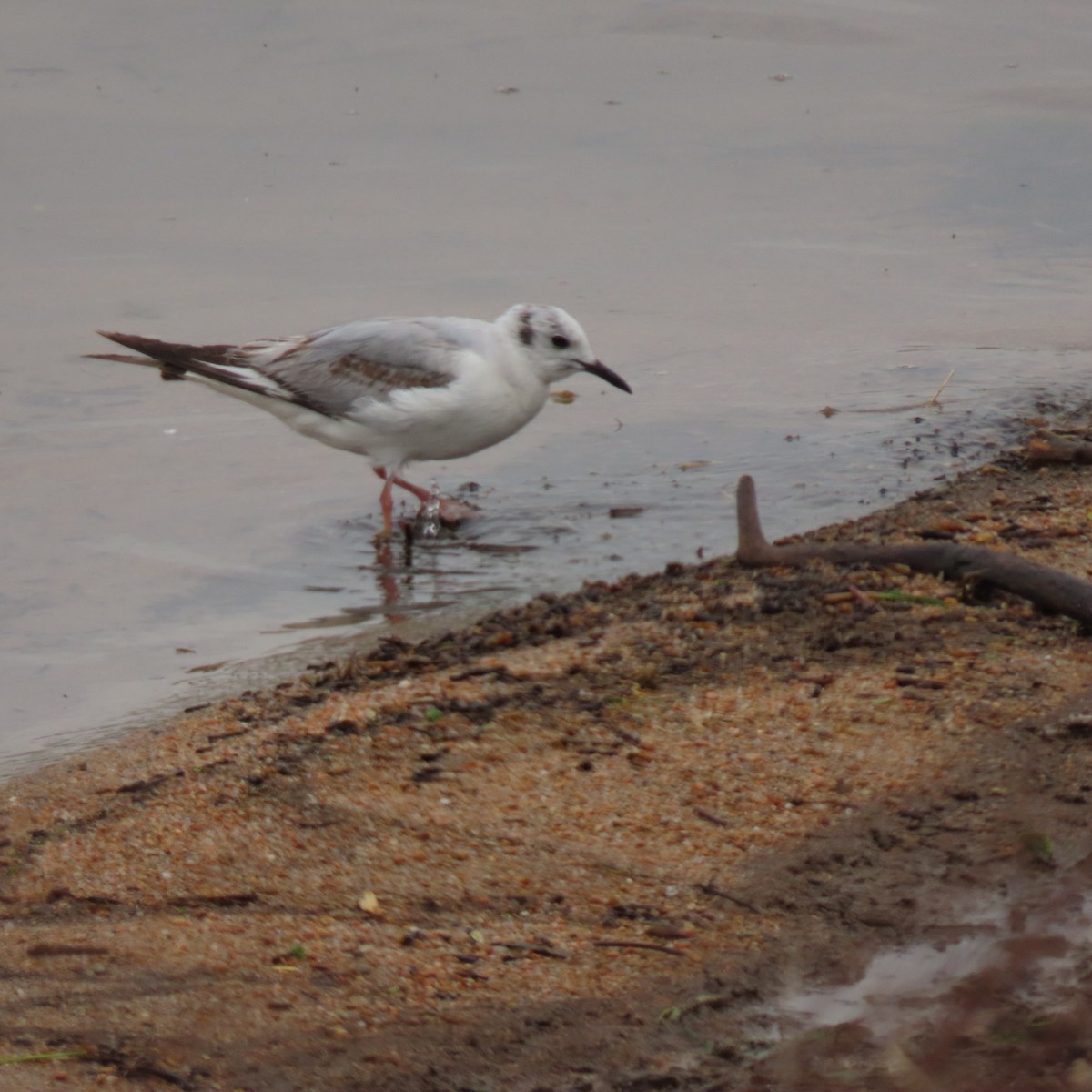 Bonaparte's Gull - Renee Casias