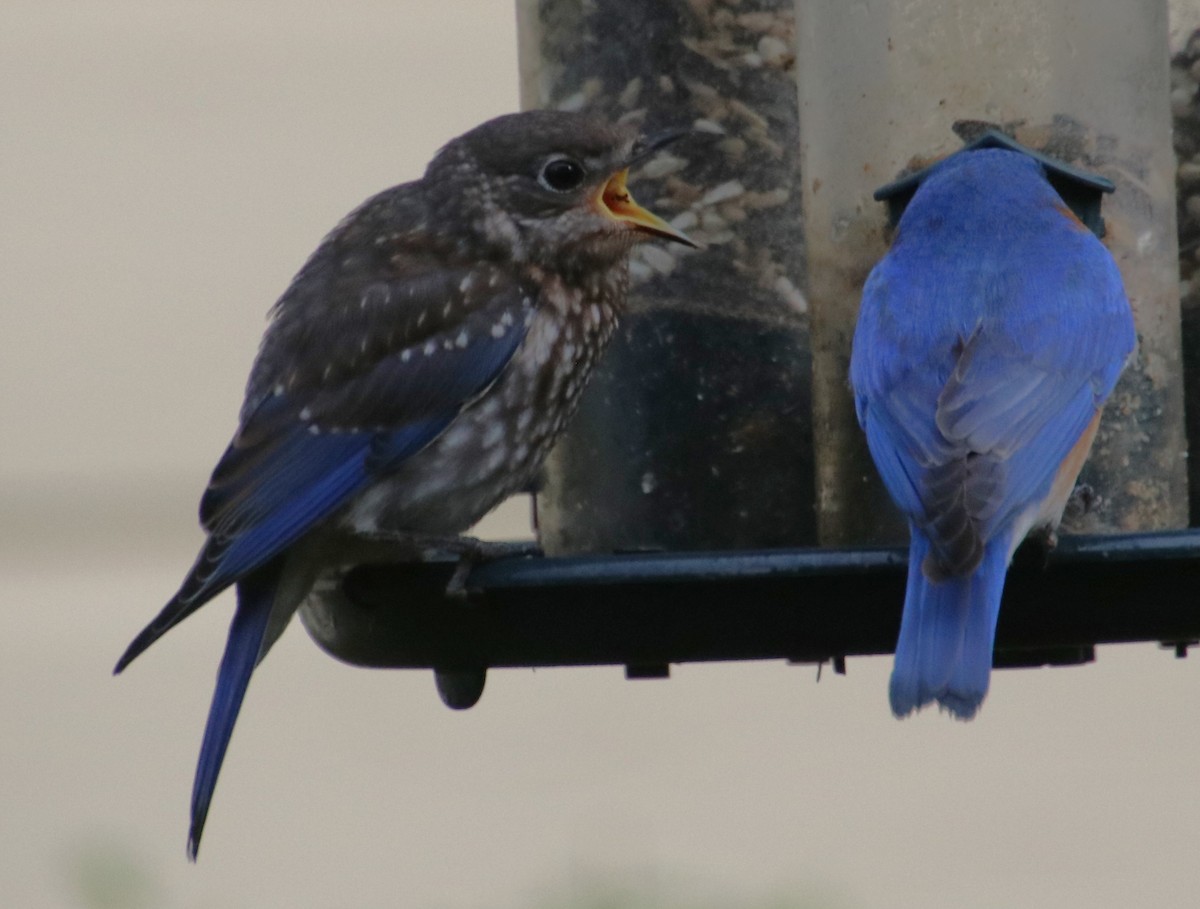 Eastern Bluebird - Betty Thomas