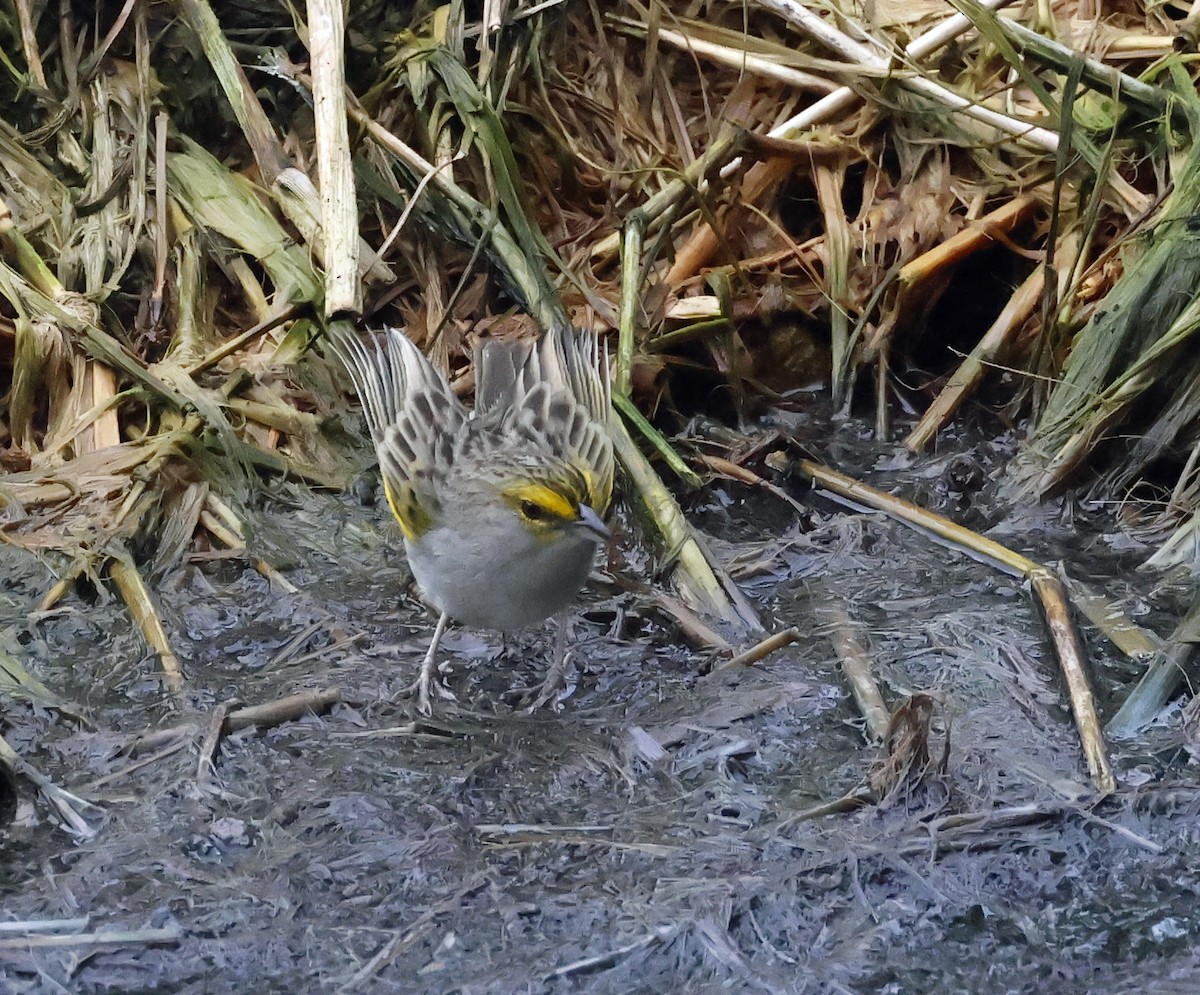 Yellow-browed Sparrow - ML619595876