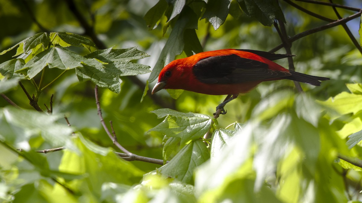 Scarlet Tanager - Mark Scheel