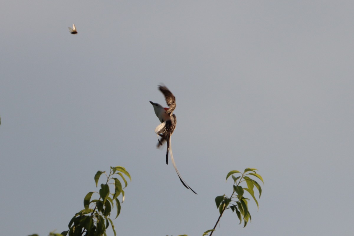 Scissor-tailed Flycatcher - Jo VerMulm