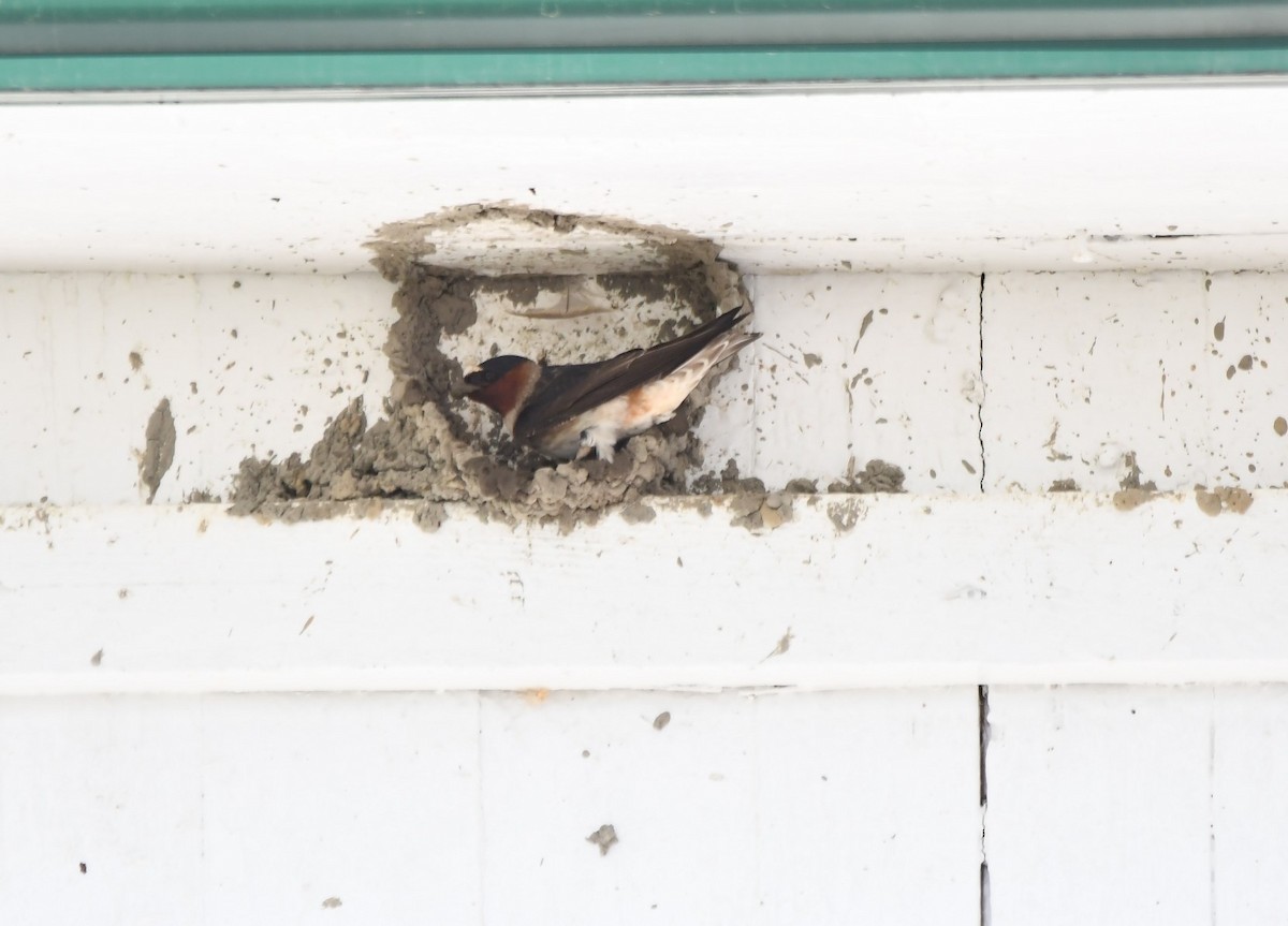 Barn Swallow - Monique Maynard