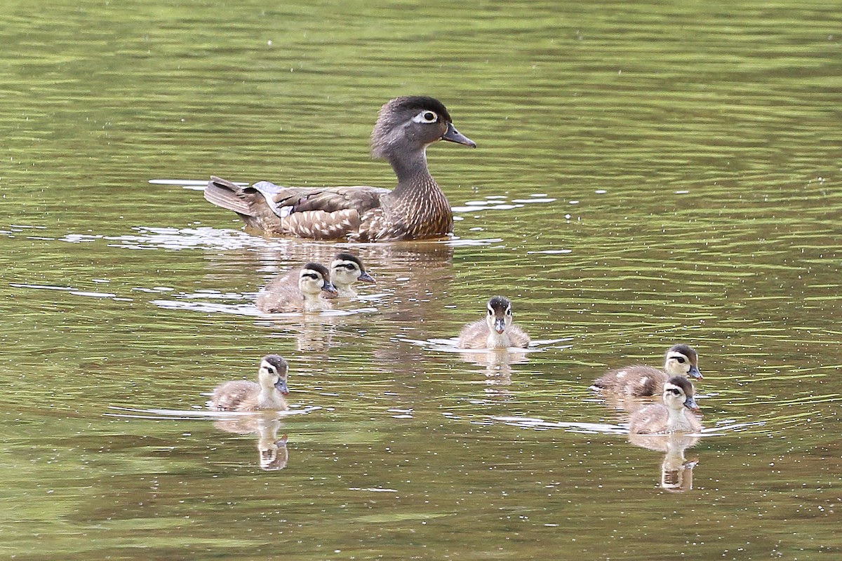 Wood Duck - ML619595896